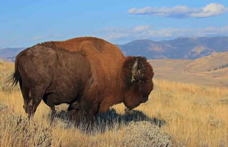 黄石国家公园的大野牛也获得了高度赞赏，Matthew Sorum 摄。(网页截图)
