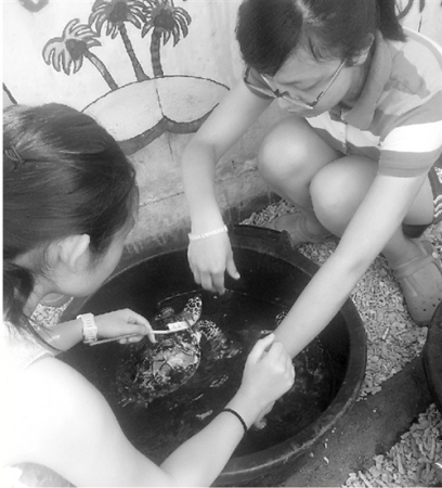 她在照顾海龟 她在照顾海龟