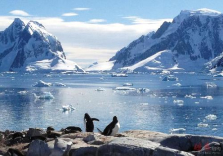 南极的企鹅和纯净的世界。(美国《侨报》)