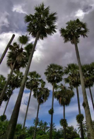 老挝13 号公路旁的椰树。图片来源网络