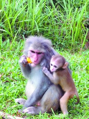 上川猕猴岛的猕猴非常可爱。