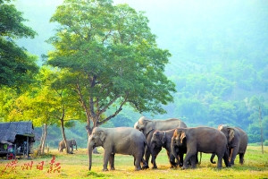 在清迈，体验大象是游客不能错过的项目。