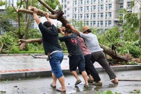 台风过后重建校园