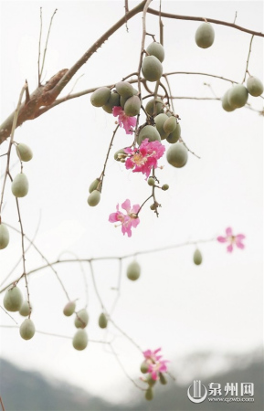 樱花木棉
