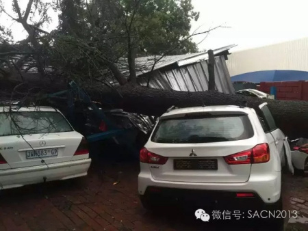 大树倒下砸中华人停车场数部车辆。（南非《华侨新闻报》）