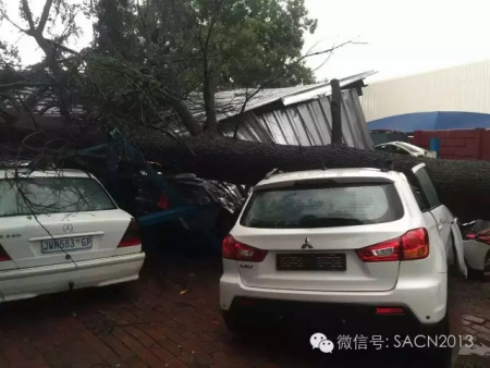 大树倒下砸中华人停车场数部车辆。(南非《华侨新闻报》) 大树倒下砸中华人停车场数部车辆。(南非《华侨新闻报》)