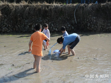 大人小孩齐发力，一起抓田鱼