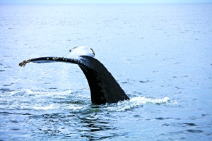 蒙特雷海湾一年四季都可以见到鲸鱼，种类分季节有所不同。