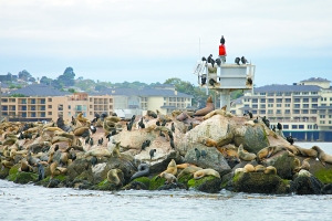 蒙特雷码头附近的岩石上躺满了海狮。