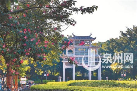 芳草园大门口的樱花木棉 芳草园大门口的樱花木棉