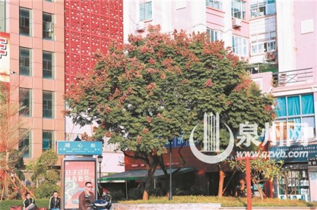 台湾栾树 台湾栾树