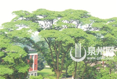 南洋楹 南洋楹