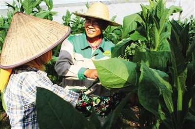 技术主管正在指导农民采摘烟叶。平宗 摄