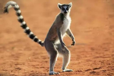 马达加斯加的狐猴