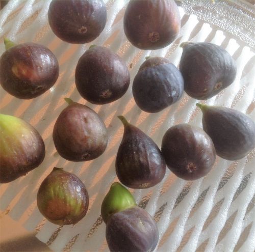 无花果据说有预防乳腺癌的功效,收到馈赠的马女士很开心,拍照展示水果矩阵。(美国《侨报》/马女士提供) 无花果据说有预防乳腺癌的功效,收到馈赠的马女士很开心,拍照展示水果矩阵。(美国《侨报》/马女士提供)