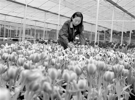 莆田市仙游县钟山镇郎桥村的一个名贵花卉项目。