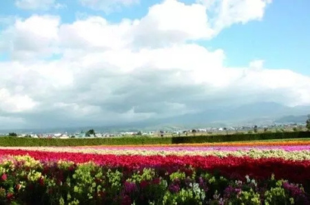 富良野的花海 富良野的花海