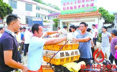 驻云浮郁南县的村干部用帮扶资金购买鸡苗免费发给贫困户。 /佛山日报记者黄晓晴摄 驻云浮郁南县的村干部用帮扶资金购买鸡苗免费发给贫困户。 /佛山日报记者黄晓晴摄