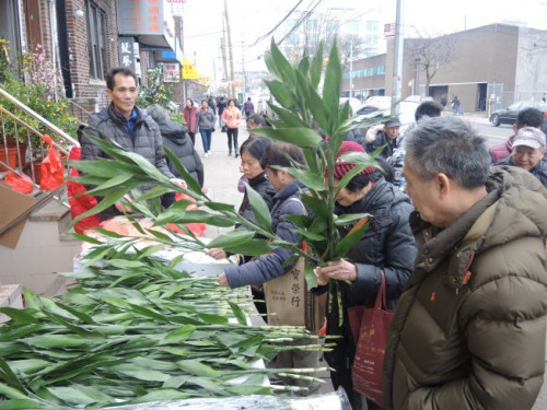 价格大众化的富贵竹首天发售已经卖出400多枝,生意火爆。(美国《世界日报》/王靖雯 摄) 价格大众化的富贵竹首天发售已经卖出400多枝,生意火爆。(美国《世界日报》/王靖雯 摄)