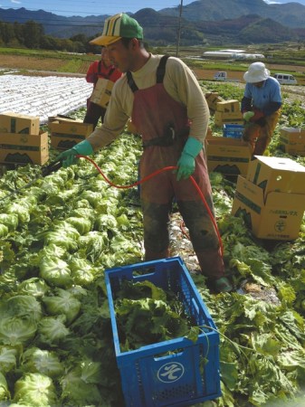 川人在日本的农场打工。（受访人冯明供图）