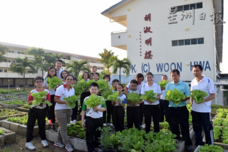 师生与义工们开心的收割年菜——“黄金菜”，寓意人人“黄金满载”，讨个好彩头！（马来西亚《星洲日报》）