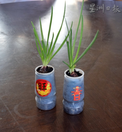 配合新春的到来,全校学生从一年级至六年级也发挥创意,充份利用各种容器如小花瓶,种植小品盆栽蔬菜,也动手剪纸贴上吉祥的祝语。(马来西亚《星洲日报》) 配合新春的到来,全校学生从一年级至六年级也发挥创意,充份利用各种容器如小花瓶,种植小品盆栽蔬菜,也动手剪纸贴上吉祥的祝语。(马来西亚《星洲日报》)
