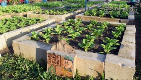 四至六年级生也被委以重任，每班级领养5平方米的菜圃，种植自己喜欢的蔬菜。（马来西亚《星洲日报》）