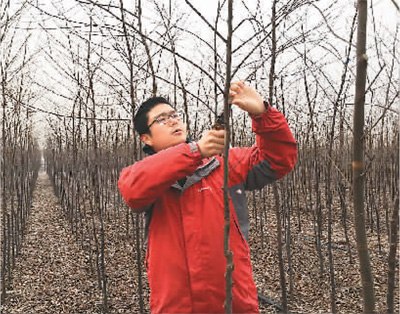 为了让林下种植的作物生长的更好，每年冬天刘晓都会修剪树枝。