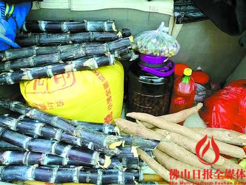 节后返回禅城的简先生车尾箱内装满亲人送的甘蔗、木薯等家乡特产。 节后返回禅城的简先生车尾箱内装满亲人送的甘蔗、木薯等家乡特产。