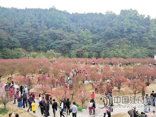 白水带桃花竞放迎来八方来客。 白水带桃花竞放迎来八方来客。