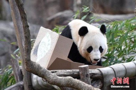 资料图片:旅美大熊猫“宝宝”。<a target='_blank' href='http://www.chinanews.com/'>中新社</a>记者 刁海洋 摄 资料图片:旅美大熊猫“宝宝”。<a target='_blank' href='http://www.chinanews.com/'>中新社</a>记者 刁海洋 摄