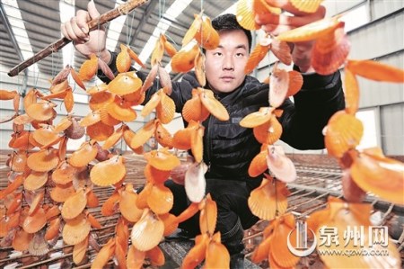 查看采用扇贝壳育紫菜苗的生长情况 查看采用扇贝壳育紫菜苗的生长情况