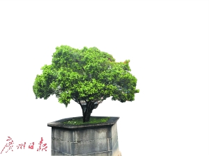 　禅城祖庙的一棵九里香树龄超过510年。 广州日报全媒体记者温利、黄健源摄