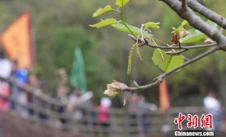 2017潮州橡木花会旅游周12日在广东潮州开幕。　陈启任 摄