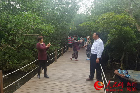 游客游览八门湾红树林