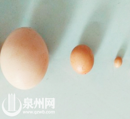 普通鸡蛋、小鸡蛋与袖珍蛋放在一起，三者巨大的“身高差”简直萌翻了。