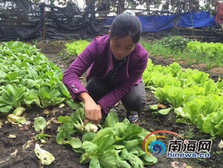 陈云燕在摘菜。南海网记者 高鹏 摄