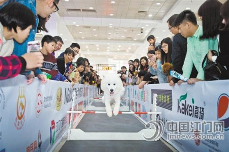 小狗跨栏比赛吸引了众多市民。