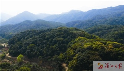 涵江大洋老鹰尖省级自然保护区生态林。