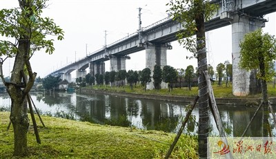 水系绿化——涵江梧梓河绿化。 水系绿化——涵江梧梓河绿化。