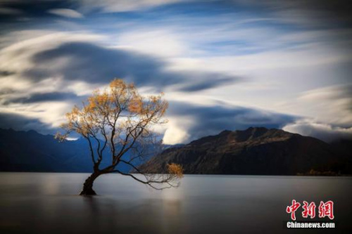 瓦纳卡湖Lake Wanaka，新西兰南岛中西部湖泊，为新西兰第四大湖。位于南阿尔卑斯山东麓，海拔280公尺，面积192平方公里。流域面积2543平方公里，为冰川堰塞湖，最深点可超过300公尺。四面环山，面积4776平方公里，只有约5000人口住在这里。湖里的树看似孤独，却吸引了全世界人去围观。<a target='_blank' href='http://www.chinanews.com/'>中新社</a>发 张钟明 摄