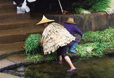 头戴斗笠身披蓑衣的劳作者。 头戴斗笠身披蓑衣的劳作者。
