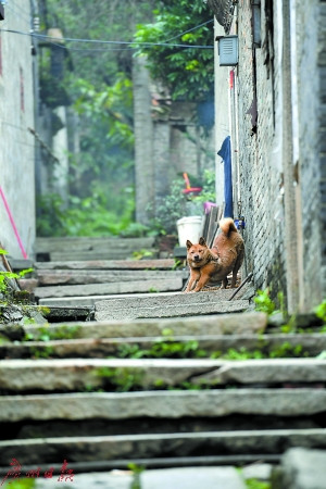 古村里唯一的一户人家坚守着，看门的黄狗在伸懒腰。