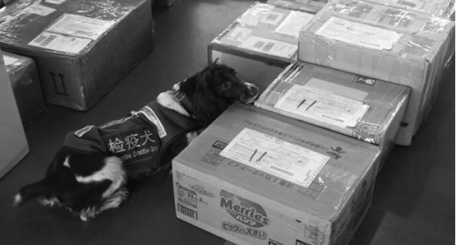 检疫犬正在工作 检疫犬正在工作