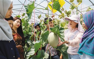 “洋学生”在三亚南繁研究院实验基地学习。海南日报记者 武威 摄 “洋学生”在三亚南繁研究院实验基地学习。海南日报记者 武威 摄