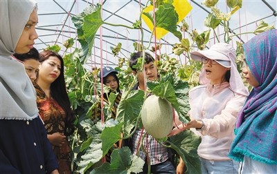 “洋学生”在三亚南繁研究院实验基地学习。海南日报记者 武威 摄