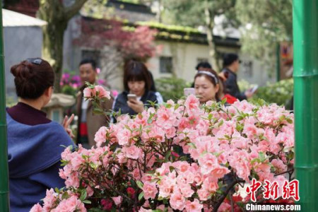 惠山古镇内的杜鹃花开的正当时。 孙权 摄 惠山古镇内的杜鹃花开的正当时。 孙权 摄