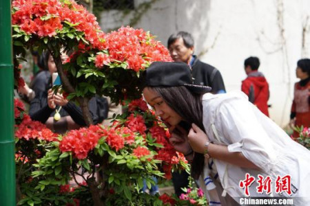 一位游客在惠山古镇内的锡惠景区闻香。　孙权 摄