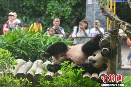 深圳野生动物园大熊猫秋浜首次出外场活动，吸引了众多游客驻足观看。　李木生 摄