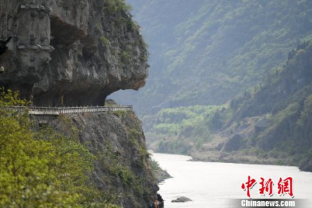 栈道依山傍势、凌空架木，在青翠的山间盘旋延伸。张浪 摄